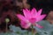 è·èŠ±ï¼ˆå­¦åï¼šNelumbo SP.ï¼›è‹±æ–‡åç§°ï¼šLotus flowerï¼‰ Lotus scientific name: Nelumbo sp.; English Name: lotus flower